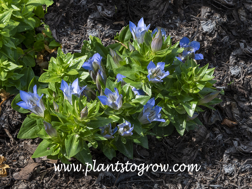 'Summer Gentian' Gentiana septemfida var. lagodechiana